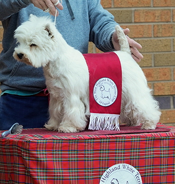 Veteran Dog or Bitch, BVIS Winner (26) - Show 1