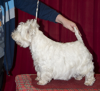 Veteran DorB - BRAXQUIN ONE IN A MILLION FOR WINOSKI ShCM