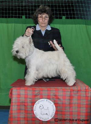 WESTIGO SHEEZA DELIGHT2