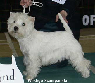 Westigo Scampanata