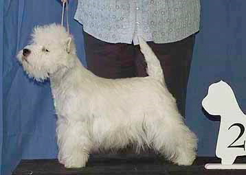 Wistonant Royal Ruby at Gilbri2