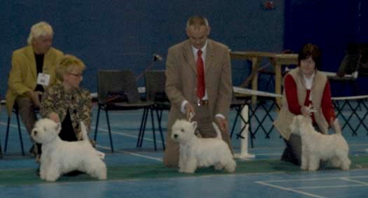 unbeaten dogs 5