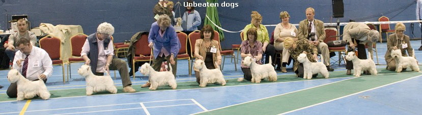 unbeaten dogs 6