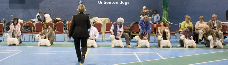 unbeaten dogs7