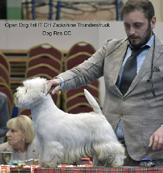 1st Open Dog IT Ch Zackshine Thunderstruck 2 1st Open Dog IT Ch Zackshine Thunderstruck 2