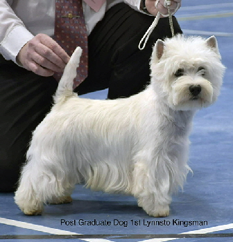 1st Post Graduate Dog Lynnsto Kingsman 1st Post Graduate Dog Lynnsto Kingsman