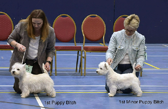 1st Puppy Bitch and 1st Minor Puppy Bitch 1st Puppy Bitch and 1st Minor Puppy Bitch