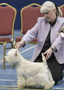 1st Veteran Dog or Bitch Otto The Maverick Prince 1st Veteran Dog or Bitch Otto The Maverick Prince