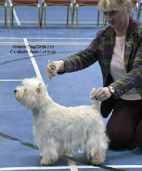 2nd Veteran Dog or Bitch Carshairn Sound Of Islay 2nd Veteran Dog or Bitch Carshairn Sound Of Islay