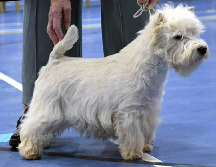 Graduate Dog 1st Ashgate Falkirk Graduate Dog 1st Ashgate Falkirk