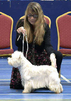 Graduate Dog 2nd Go Steady Eddie Graduate Dog 2nd Go Steady Eddie