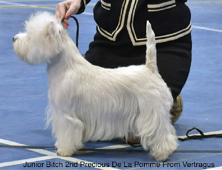 Junior Bitch 2nd Precious De La Pomme From Vertragus 2 Junior Bitch 2nd Precious De La Pomme From Vertragus 2
