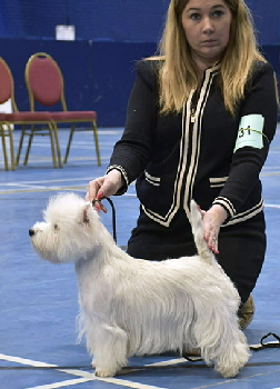 Junior Bitch 2nd Precious De La Pomme From Vertragus3 Junior Bitch 2nd Precious De La Pomme From Vertragus3