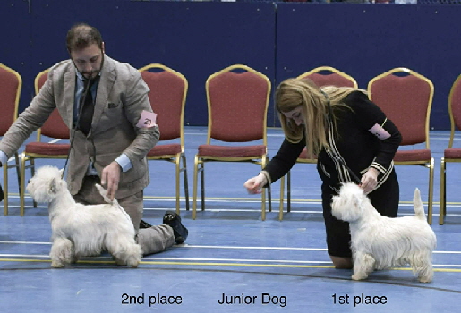 Junior Dog 2nd and 1st Junior Dog 2nd and 1st