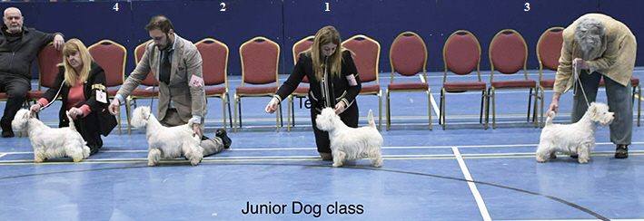 Junior Dog Class Junior Dog Class