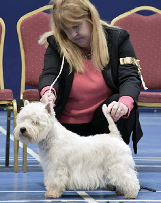 Junior Dog Reserve Nossimp Fine Beacon Of Hope