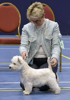 Minor Puppy Bitch 1st Lynnsto Veni Vidi Vici 4 Minor Puppy Bitch 1st Lynnsto Veni Vidi Vici 4