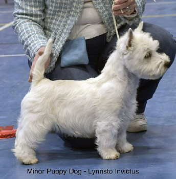 Minor Puppy Dog 1st Lynnsto Invictus Minor Puppy Dog 1st Lynnsto Invictus