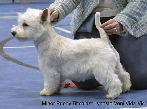 Mionr Puppy Bitch 1st Lynnsto Veni Vidi Vici 2 Mionr Puppy Bitch 1st Lynnsto Veni Vidi Vici 2