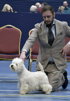 Open Dog 2nd IT Ch Zackshine Thunderstruck Open Dog 2nd IT Ch Zackshine Thunderstruck