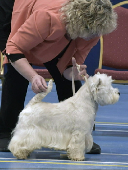 Open Dog 3rd Ch Bocans Hot Off The Press Open Dog 3rd Ch Bocans Hot Off The Press