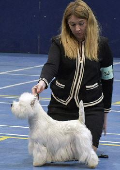 Open Dog and Best In Show Open Dog and Best In Show