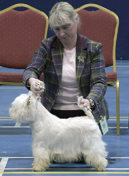 Post Graduate Bitch 1st Dalskairth Braemar Belle (2) Post Graduate Bitch 1st Dalskairth Braemar Belle (2)