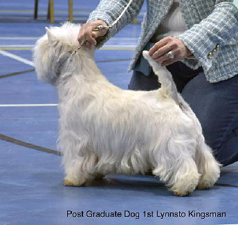 Post Graduate Dog 1st Lynnsto Kingsman Post Graduate Dog 1st Lynnsto Kingsman