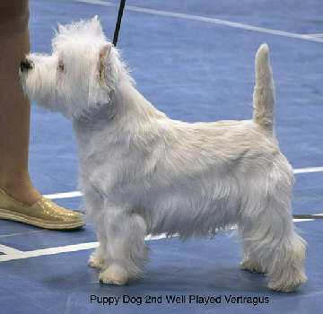 Puppy Dog 2nd Well Played Vertragus Puppy Dog 2nd Well Played Vertragus